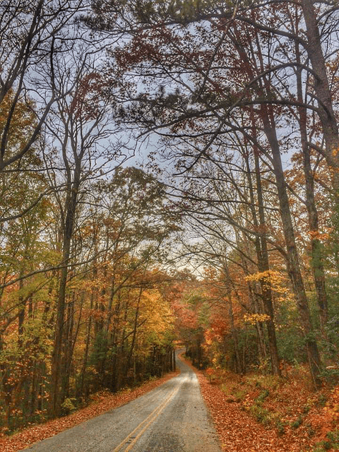 A road through the woods with trees in autumn.