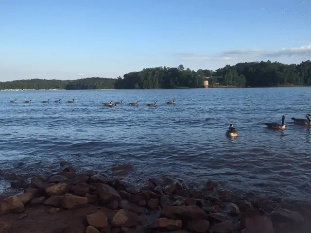 A group of ducks swimming in the water.
